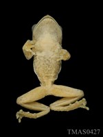面天樹蛙藏品圖，第4張